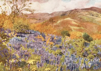 Lake District: Wild Hyacinths