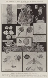 The Exhibition of Pests to Plant Life at South Kensington