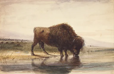 Bull Buffalo
