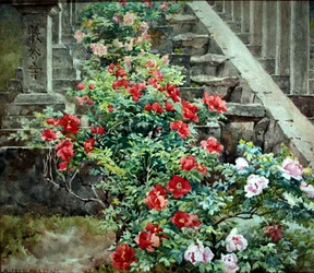Tree peonies at Hase Dera - steps to Kwannon Temple, Japan