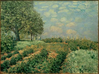The Fields
