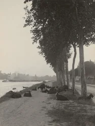 Goats outside Paris