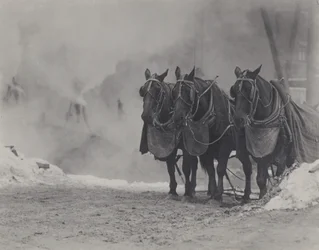 Horses, New York