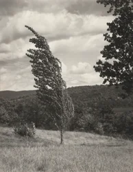 Poplar—Lake George