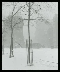 Tree in Snow, New York City