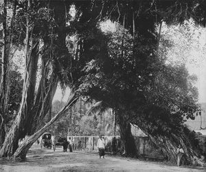 Banyan Tree at Kalutara