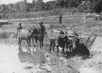 Buffaloes Ploughing Paddy Fields, 1910