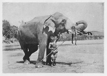 Maligawa Elephant and Mahouts