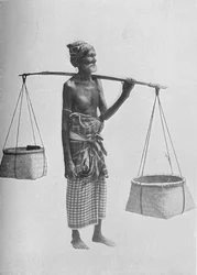 Pingo Carrier