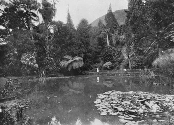 The Lotus Pond, Hakgalla Gardens, Nuwara Eliya, c1890