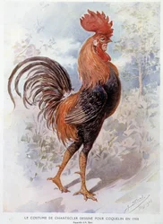 Chantecler