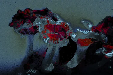 Sea Anemone, 2018