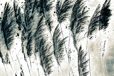 Wind from the West, 2016