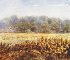 New Forest: Flower of the Gorse, from Park Hill Lawn
