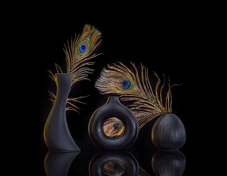 Elegant Peacock Still Life