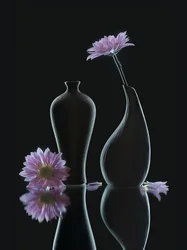 Serene Floral Reflections