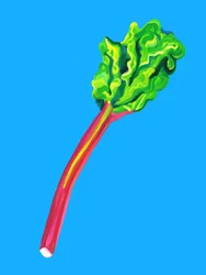 Fresh Rhubarb Stalk