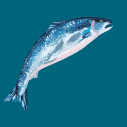 Jumping Blue Salmon