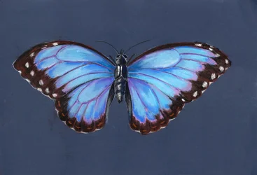 Blue Morpho Butterfly