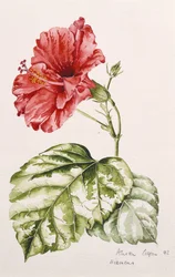 Hibiscus (crimson)