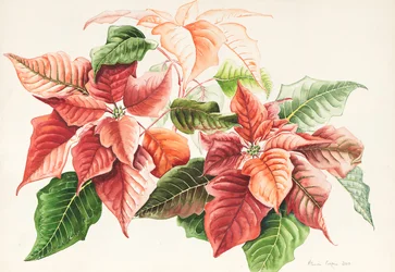 Pointsettia