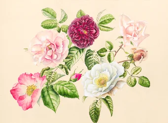 Roses from the garden