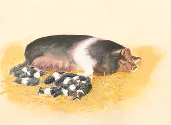 Saddlebacked Sow and piglets
