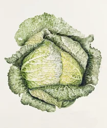 Savoy Cabbage