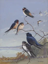 Swallows 002 by Allan Brooks