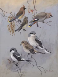 Waxwings by Allan Brooks