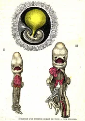 Evolution of the Human Embryo: Natural Creation and Living Beings (by Jules Rengade)