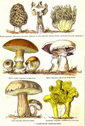 Mushrooms Basidiospores: Natural Creation and Living Beings (by Jules Rengade). Drawing by A. Demarle 1885