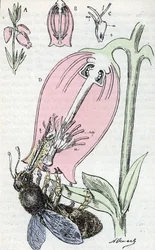 Pollination: a bee foraging flowers of ash heather (stamen in C)