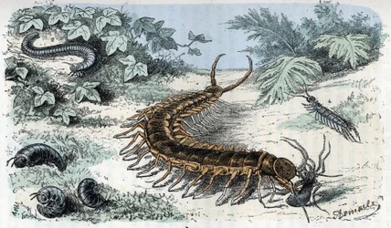 Zoological Chart: Insects Myriapodes (Centipedes or Centilepedes) (Zoological Plate: Myriapoda) Engraving from 