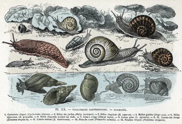 Zoological chart; gastropod lung molluscs (cyclostoma, garden and sorrow snail, red slug, grey slug, limnea, planorb, paludine ...) Engraving from 
