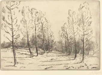 Avenue of Poplars