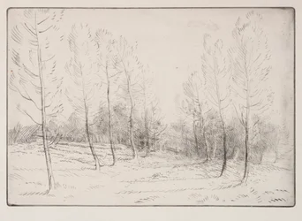 Avenue of Poplars