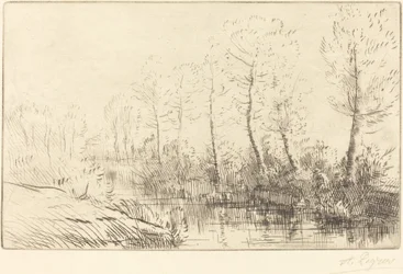 Birch Trees: Water