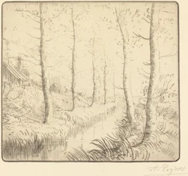 Birch Trees along the Water