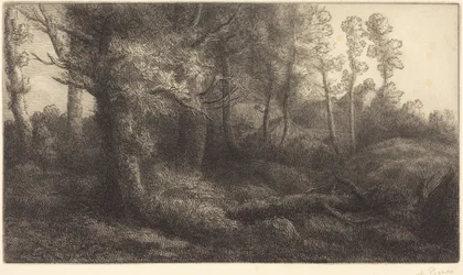 In the Forest