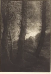 Large Trees Seen against the Sun