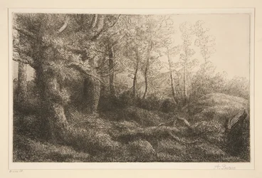 Edge of the Forest
