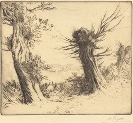 Willows