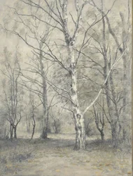 Forest with Birch Trees