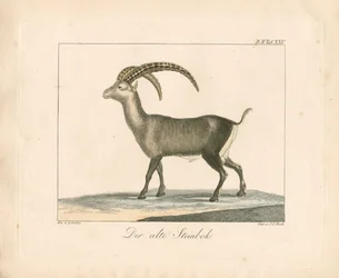 Alpine Ibex