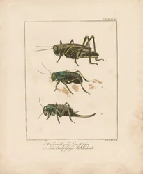 Grasshopper and Bush Crickets