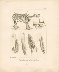 Rhinoceros Skeletal Structure