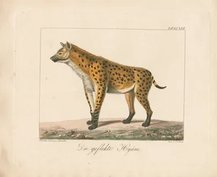 Spotted Hyena