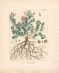 The Alder Buckthorn