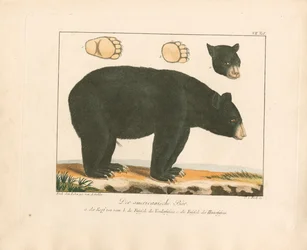 The American Bear